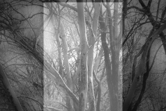arboles1